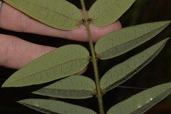 Platylobium parviflorum
