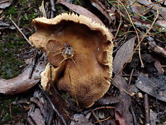 Lactifluus leonardii