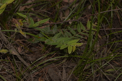 Platylobium parviflorum