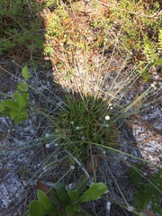 Lachnocaulon