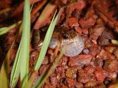 Crinia remota