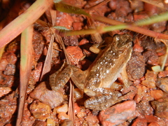 Crinia remota