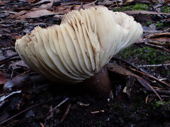 Lactifluus leonardii