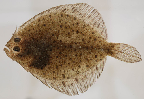 Windowpane Flounder