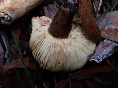 Lactifluus leonardii