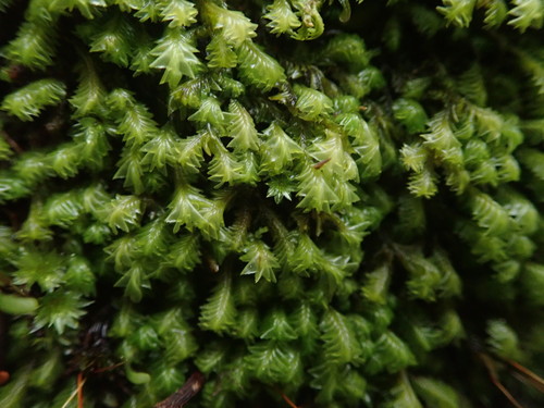 Plagiochila circumdentata