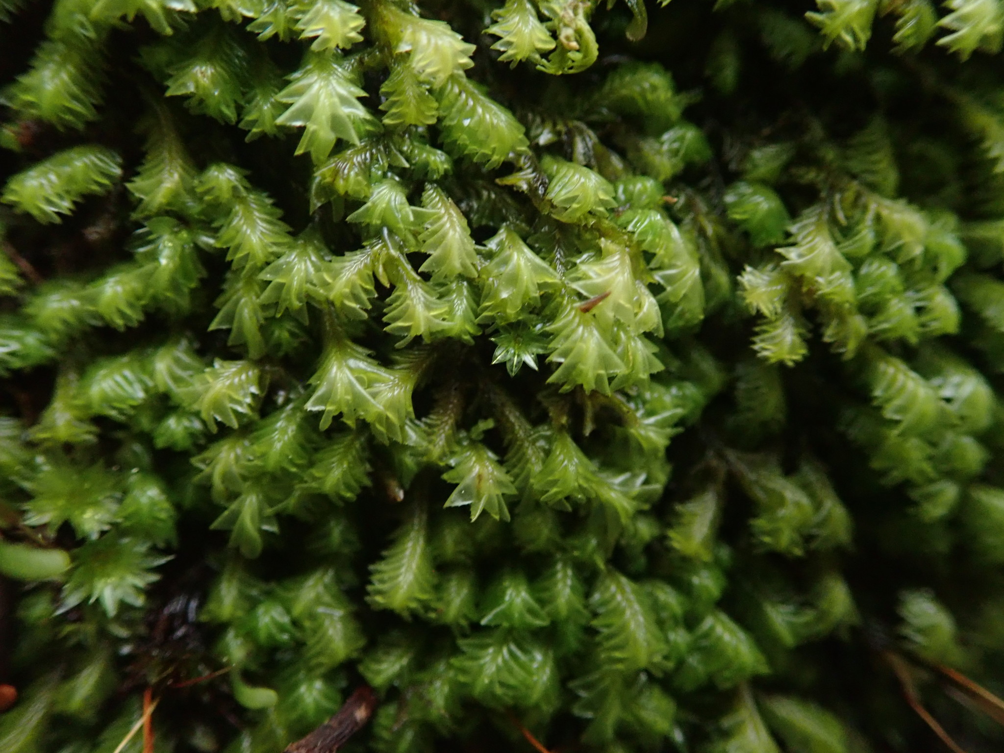 Plagiochila circumdentata