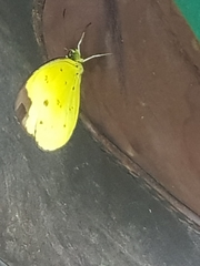 Eurema sarilata