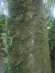 Spruceanthus olivaceus