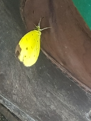 Eurema sarilata