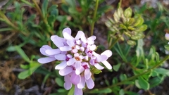 Iberis procumbens