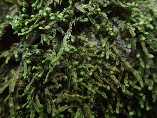 Spruceanthus olivaceus