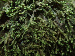 Spruceanthus olivaceus