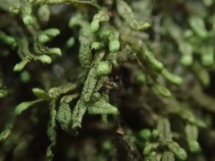 Spruceanthus olivaceus