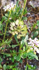 Iberis procumbens