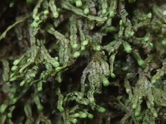 Spruceanthus olivaceus