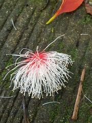 Planchonia spectabilis