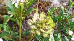 Iberis procumbens