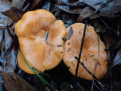 Lactifluus clarkeae