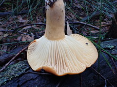 Lactifluus clarkeae