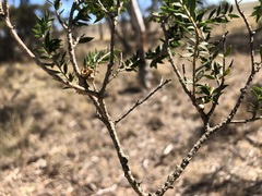 Melaleuca acuminata