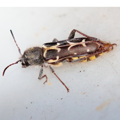 Neoclytus conjunctus