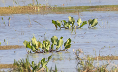 Angiospermae