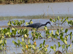 Egretta caerulea
