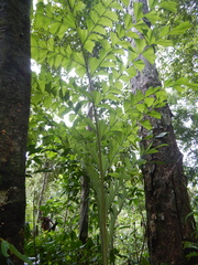 Caryota albertii