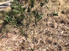 Melaleuca acuminata