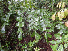 Caryota albertii