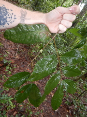 Phaleria clerodendron