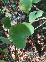 Cissampelos mucronata