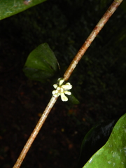 Phaleria clerodendron