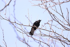 Corvus brachyrhynchos