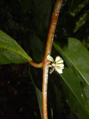Phaleria clerodendron