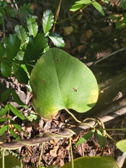 Cissampelos mucronata