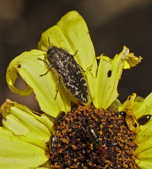 Acmaeodera acuta