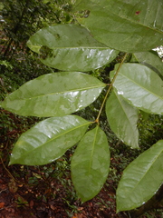 Phaleria clerodendron