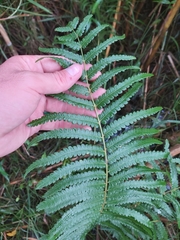 Cyclosorus interruptus