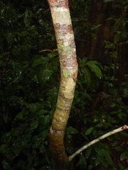 Phaleria clerodendron