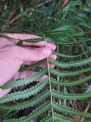 Cyclosorus interruptus