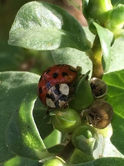 Harmonia axyridis