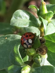 Harmonia axyridis