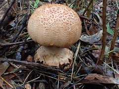 Amanita ochrophylloides