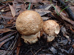 Amanita ochrophylloides