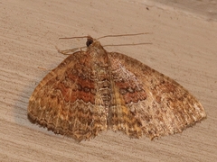 Chrysolarentia bichromata