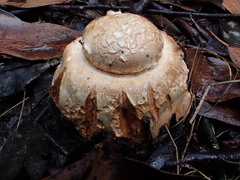 Amanita ochrophylloides