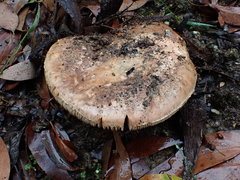 Amanita ochrophylloides