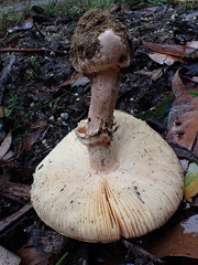 Amanita ochrophylloides